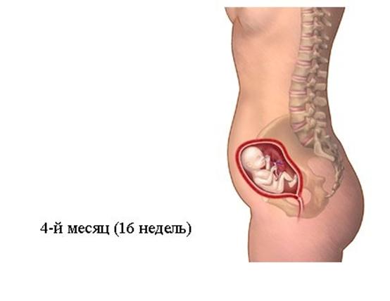 беременность на 4 месяце